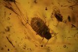 Fossil Flies (Diptera) & Aphid (Hemiptera) In Baltic Amber #93842-1